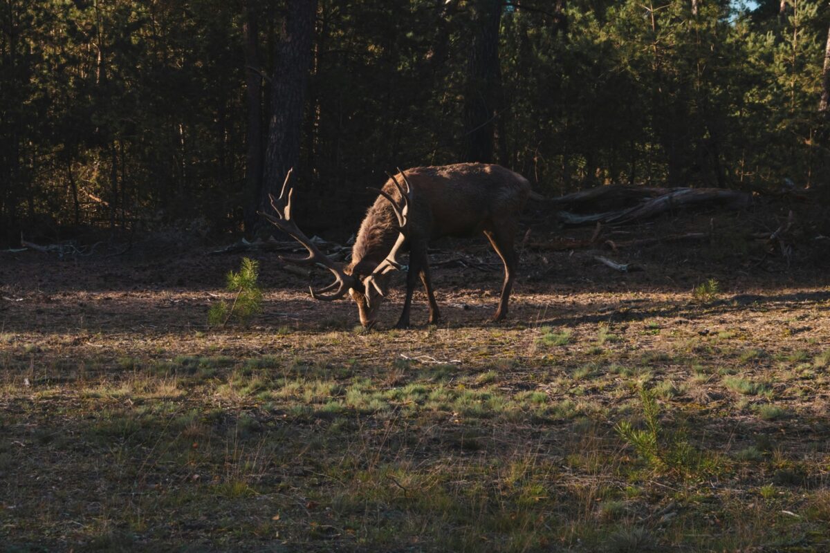 Ontdek de parel van Nederland, de mooiste plekken op de Veluwe