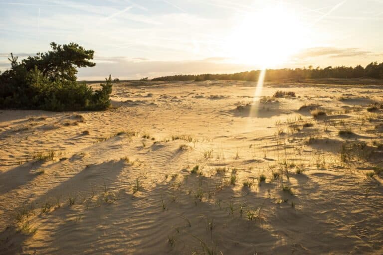 Ontdek de parel van Nederland, de mooiste plekken op de Veluwe