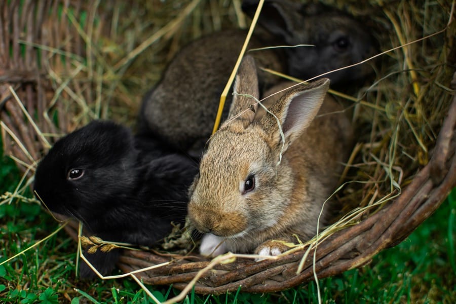Zelf een dierenverblijf maken? Hier moet je op letten Dierenverblijf maken