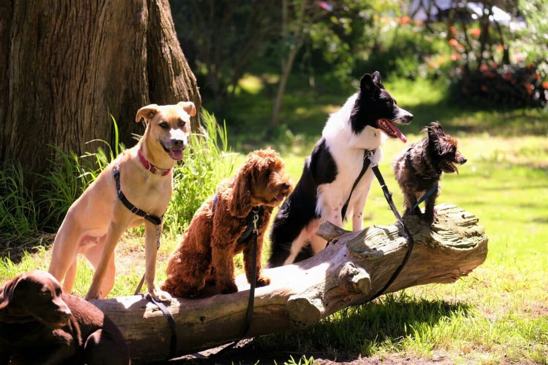 Duurste hond ter wereld